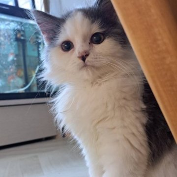 スコティッシュフォールド(立ち耳)【山形県・男の子・2023年9月20日・ブルーアンドホワイト（ミディアム）】の写真「ふわふわの可愛い猫ちゃんです。」